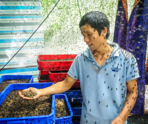 Chàng kỹ sư Sài Gòn bỏ việc về quê nuôi ruồi, doanh thu 80 triệu đồng/tháng: Từng bị gia đình phản đối, bạn bè cười nhạo