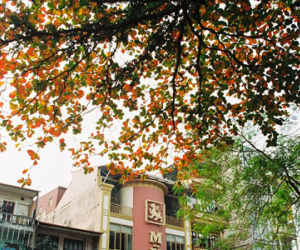 Ngắm Hà Nội đẹp như tranh vẽ trong mùa lá bàng đỏ rực