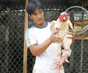 Gà Đông Tảo xịn 1 triệu đồng/kg ở miền Tây