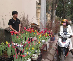 Sợ đắt đỏ, chị em lo đặt hoa tết sớm