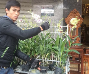 Thị trường hoa, cây cảnh Tết: Tên càng kêu, càng… hút khách