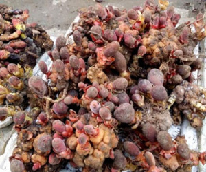 Loạn giá "nấm tan cửa nát nhà"