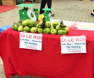 Mượn mác "Lệ Rơi", ổi Hải Dương bán chạy ở Hà Nội