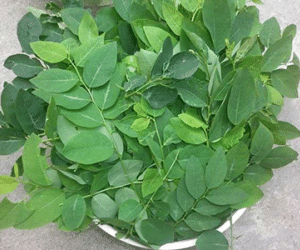 Làm đẹp và giảm cân từ rau ngót