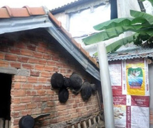 Chuyện lạ Quảng Nam: Trâu bò nhà lầu, người nhà cấp 4
