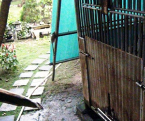 Cánh tay bé trai ở Sài Gòn bị gấu cắn nát không thể nối lại