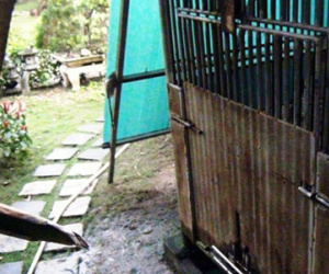 Con gấu nặng 100 kg cắn đứt cánh tay bé 3 tuổi ở Sài Gòn