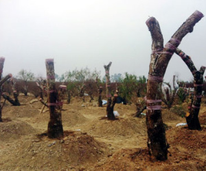 Chưa ăn Tết 2015 đã săn đào rừng cho 2016
