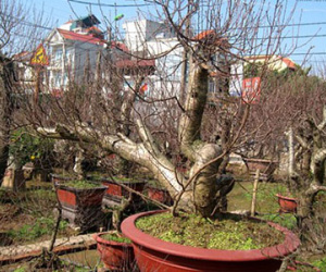 Soi giá đào thế Nhật Tân chơi Tết Nguyên đán 2015