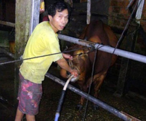 Bơm nước giếng khoan vào bụng bò "phù phép" gầy thành béo