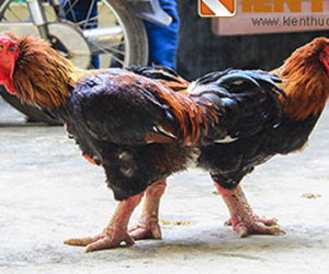 Chưa đến Tết, gà “đại gia” đã bị vét sạch