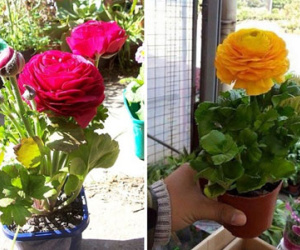 Cây độc chưng Tết: Mao lương nhập ngoại trồng trong chậu