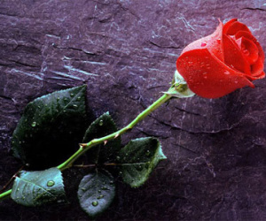 Yêu thế nào để... có chồng?