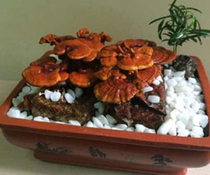 Nấm linh chi bonsai giá bạc triệu: Hàng “độc” chơi Tết