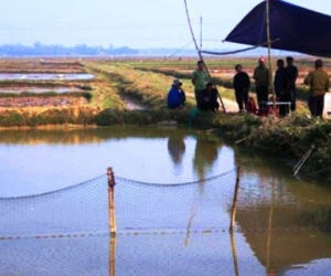 Rơi xuống hồ cá, hai bé 3 tuổi đuối nước thương tâm
