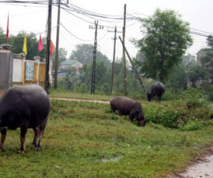 Băng nhóm 9X mang 2 xe tải đi trộm 29 con trâu