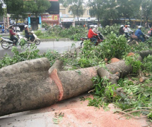 Hà Nội chặt sạch cổ thụ dọc tuyến đường sắt trên cao