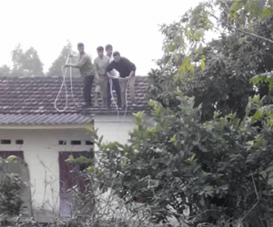 Trâu chuẩn bị giết thịt nổi điên, húc người gãy chân