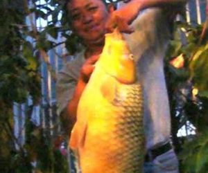 Đi chơi câu được cá chép vàng "khủng" nặng hơn 10kg