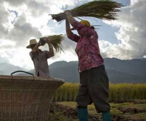 Khiếp hàng trong nước, dân TQ lùng mua gạo ngoại