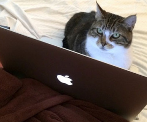 Mèo sử dụng MacBook thành thạo như người