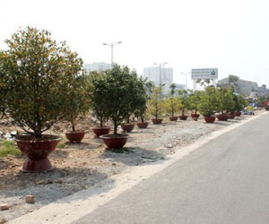 Nửa đêm bê mai đi "xí" chỗ bán Tết ở Sài Gòn