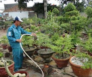 Sơn nhà cửa, chăm chó mèo vớ bẫm cuối năm