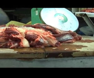 Clip: Tàn nhẫn cảnh bơm nước tăng trọng cho bò