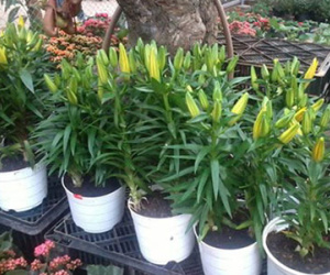Sinh viên tất bật làm “con buôn” dịp Tết