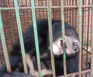 BÁO ĐỘNG: Gấu nuôi hết thời, bị bỏ đói đến chết