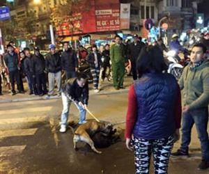Hình ảnh "chó Pitbull cắn bị thương một chú chó to giữa phố Hà Nội" gây lo ngại