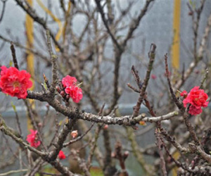Bỏ cả "núi tiền" thuê đào thất thốn chơi Tết