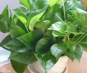 Lựa đúng cây tài lộc cho tiền rủng rẻng tràn túi