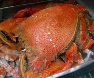 Một người chết, bốn người cấp cứu vì ăn nhầm so biển