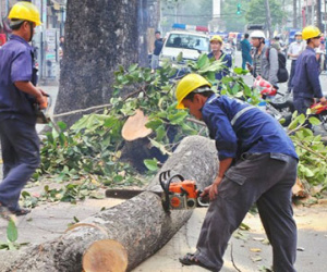 Gần 7.000 cây xanh ở Hà Nội sẽ bị chặt hạ, thay thế