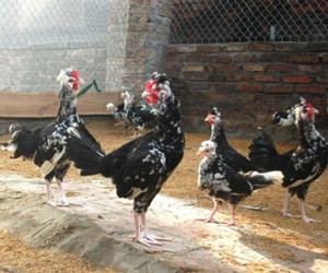 Mốt chơi thú "độc" của dân chơi ngày Tết