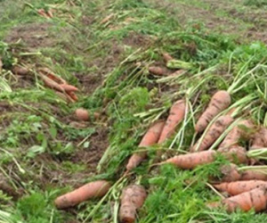 10.000 đồng/bao cà rốt 80 kg, nông dân đổ cho bò ăn