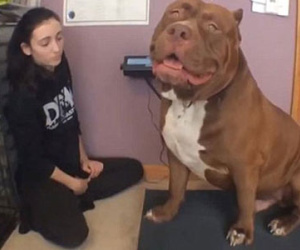 Chú chó pitbull "khủng" nhất thế giới nặng 78,5kg