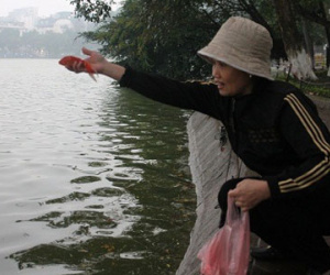 Người Hà Nội "đội mưa" thả cá chép ngày “ông Công, ông Táo” về trời