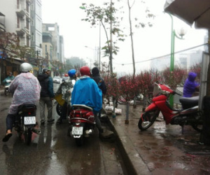 Hà Nội: Đào, quất ủ rũ… đội mưa đợi khách