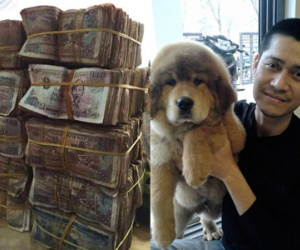 Hà Nội: Đem bao tải 30 triệu đồng tiền lẻ đi mua chó ngao Tạng