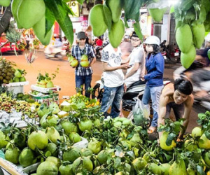 Cặp khế 300 tuổi trả giá 5 tỷ chưa bán ở Sài Gòn