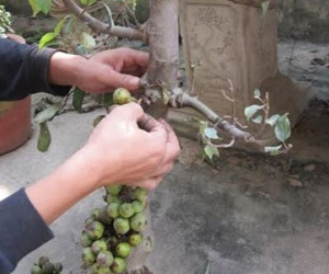 Tiền mất bực mang vì "cây cảnh 502" hoành hành
