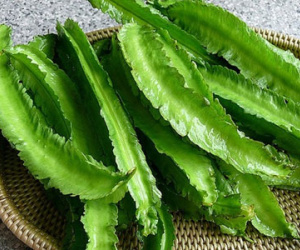 Chữa đau bao tử bằng đậu rồng