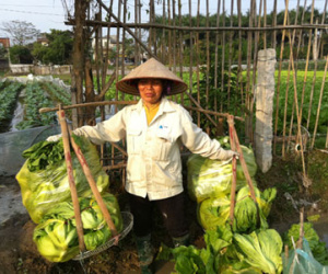 Rau rẻ như bèo, nông dân "bỗng dưng muốn khóc"