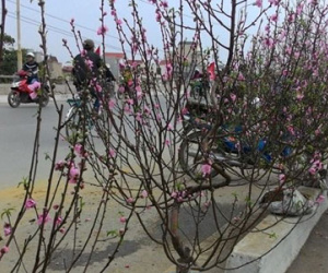 Cái Tết thê thảm của người trồng đào: "Lãi 6 nghìn 420 đồng/ngày"