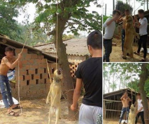 Phẫn nộ 3 thanh niên treo cổ chú chó lên cây, chụp ảnh đăng Facebook