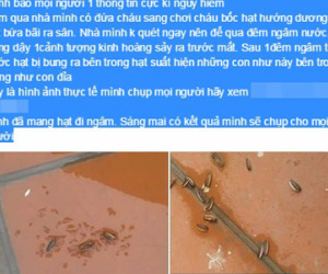 Chuyên gia lý giải hiện tượng hạt hướng dương có "sinh vật lạ"
