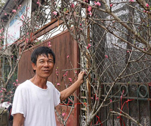 1 triệu đồng một cành đào rừng sau Tết