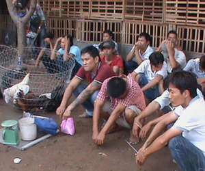 50 cảnh sát vây ráp trường gà giữa trưa